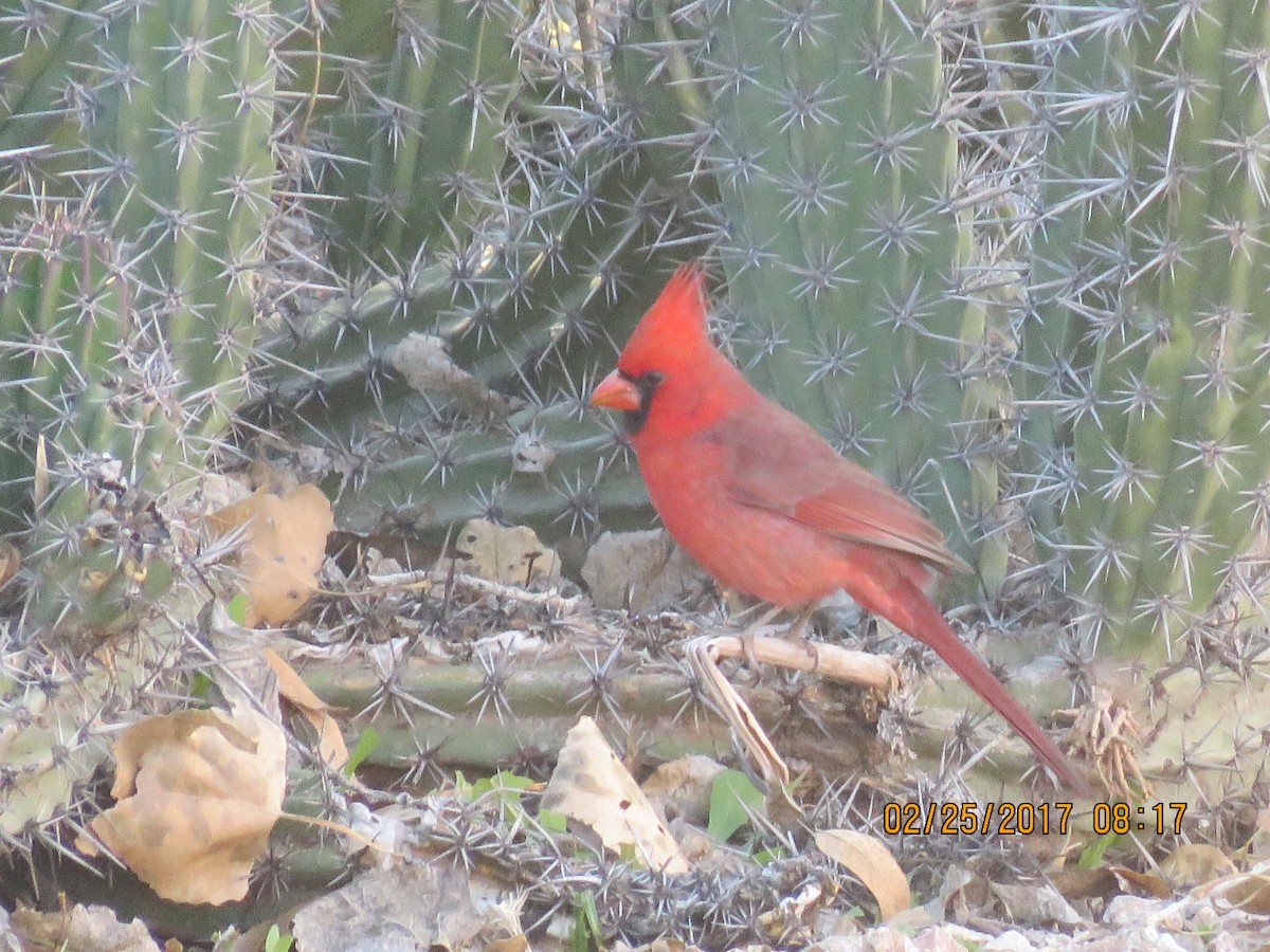 Northern Cardinal - ML49457181