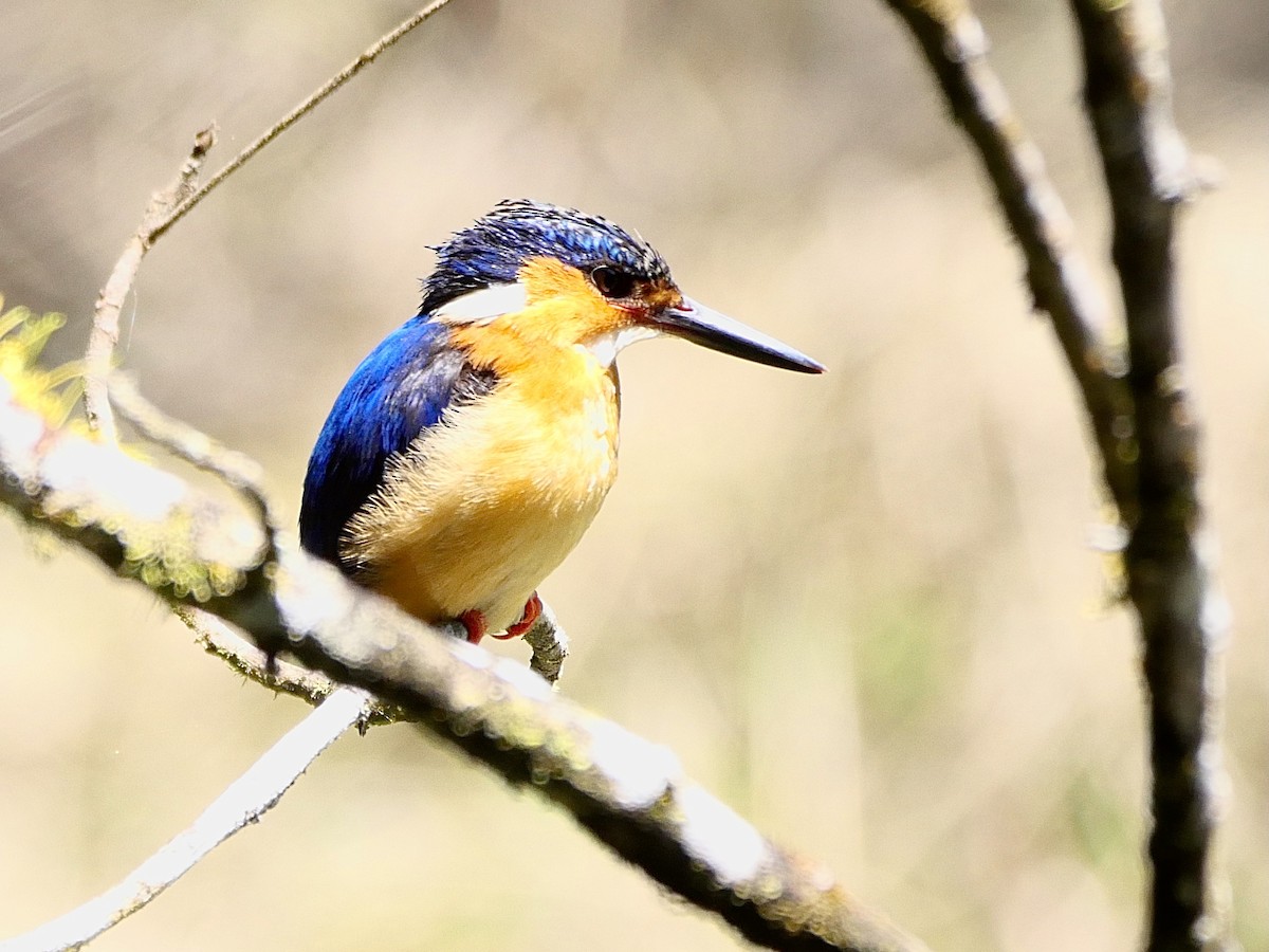 Malagasy Kingfisher - ML494573051