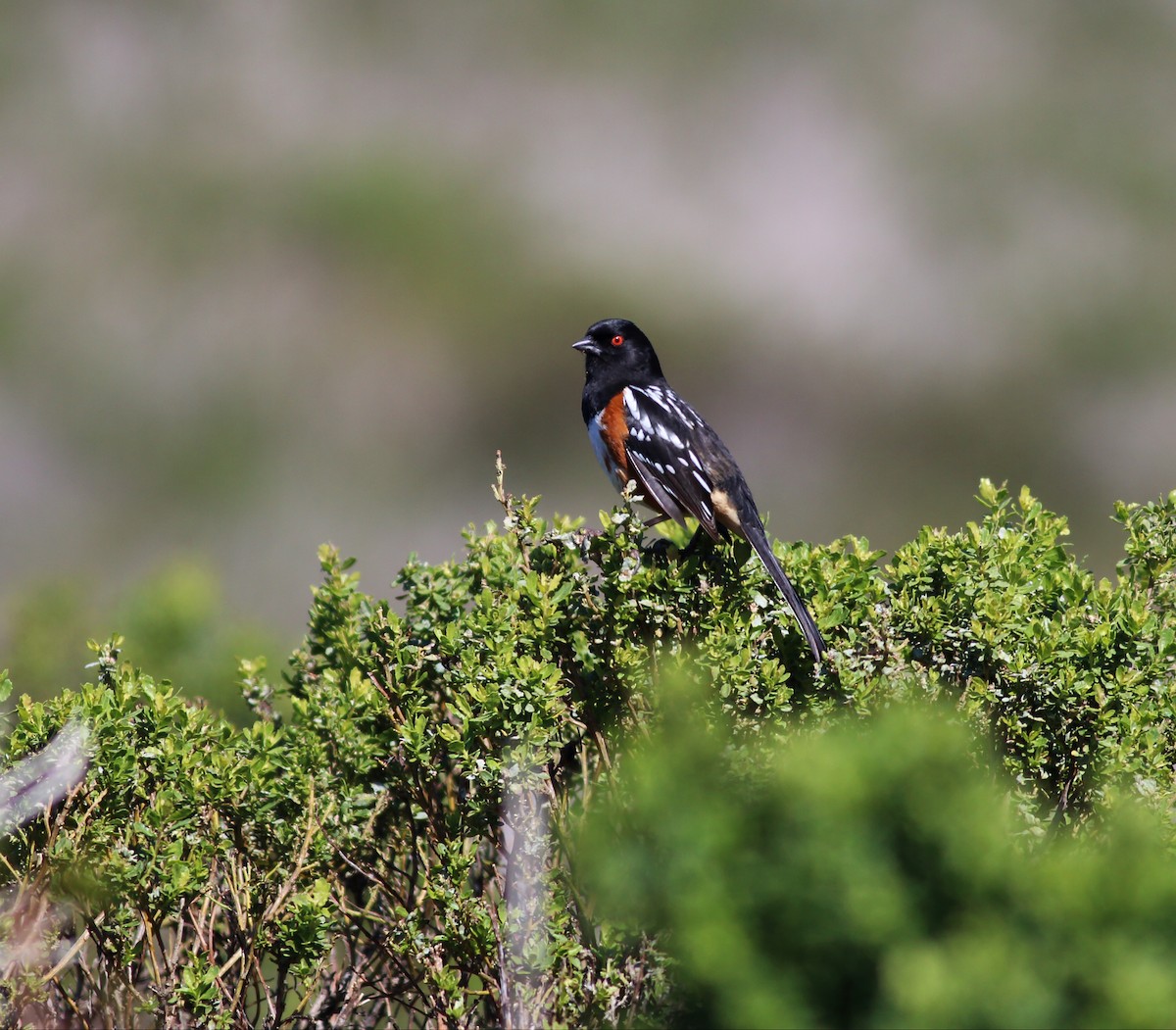 Spotted Towhee (oregonus Group) - Paul Fenwick