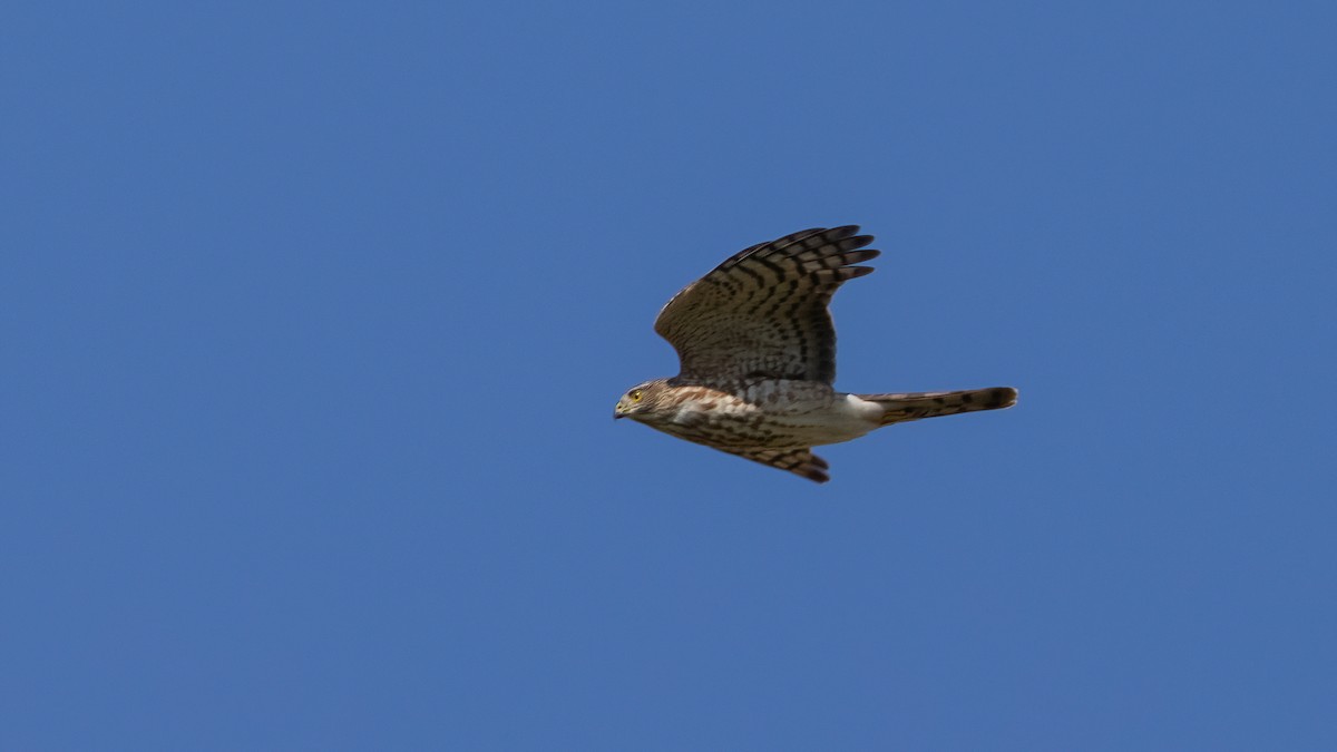 Sharp-shinned Hawk - ML494578761