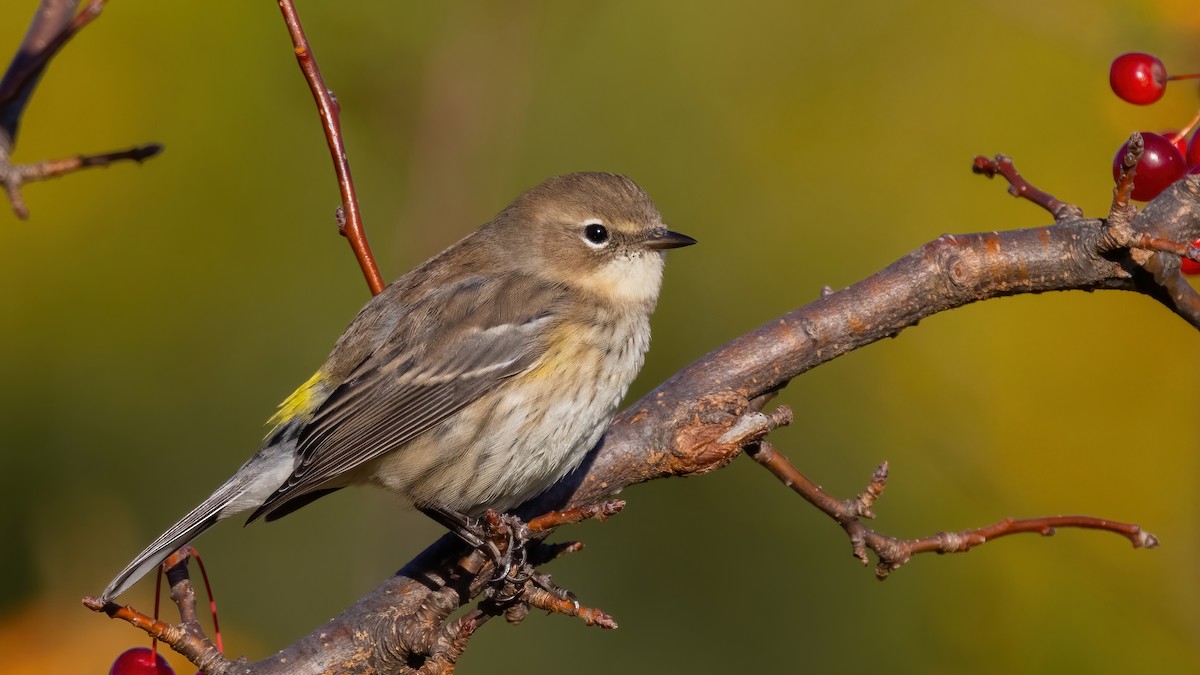 Yellow-rumped Warbler (Myrtle) - ML494578931