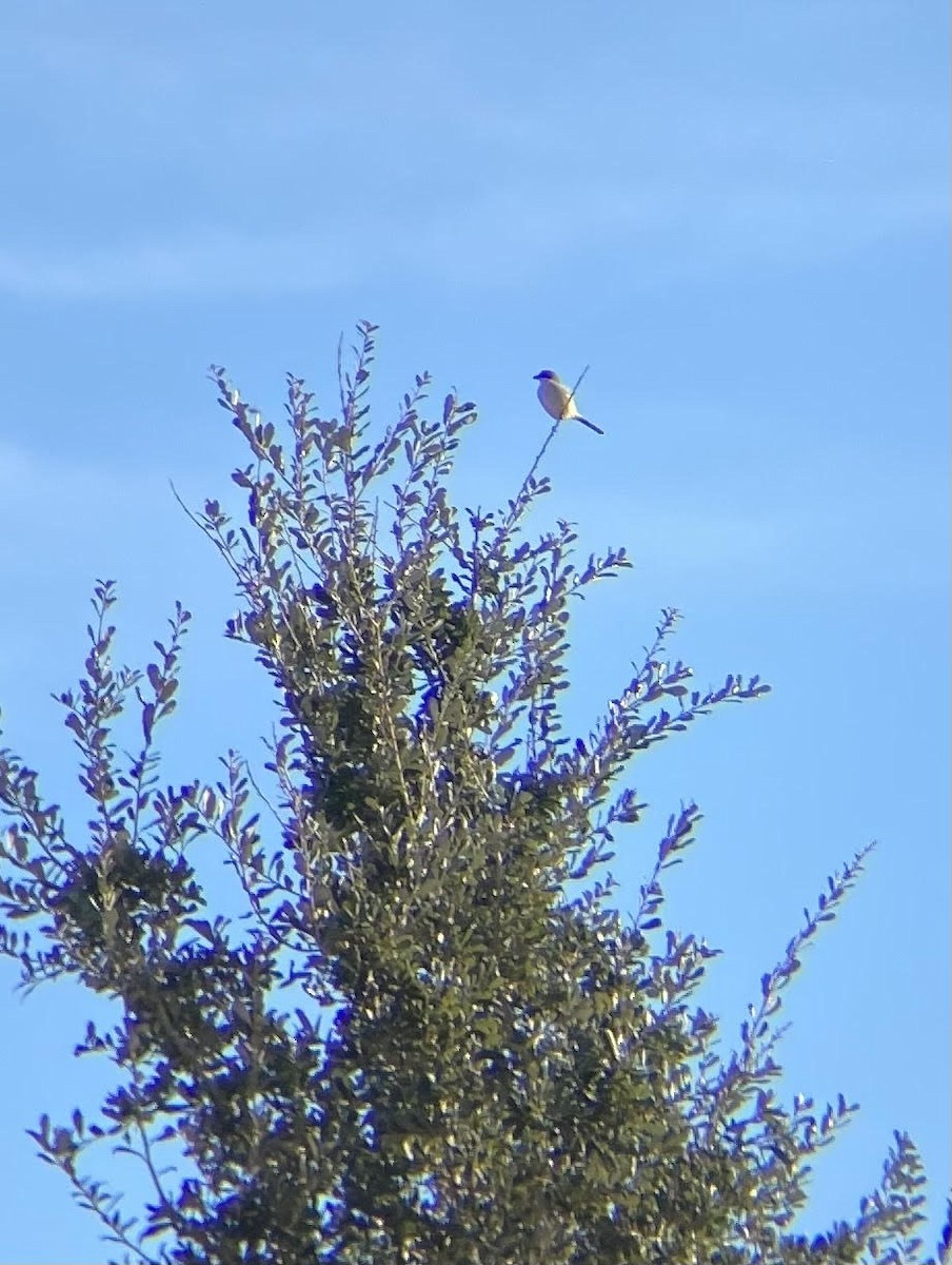 Loggerhead Shrike - Aurelia Kucera