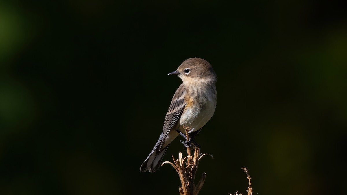 Yellow-rumped Warbler (Myrtle) - Sean Williams