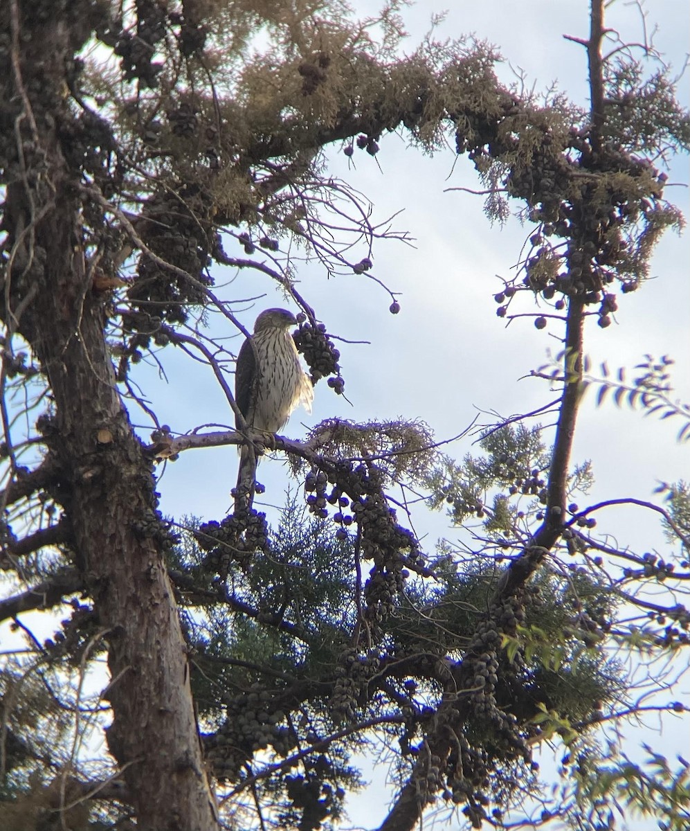 Cooper's Hawk - ML494579341