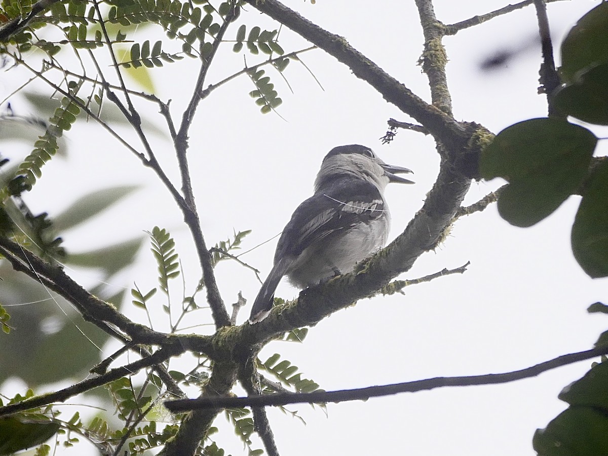 Hook-billed Vanga - ML494579361