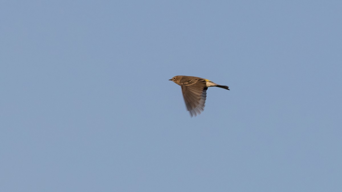 Reinita Coronada (coronata) - ML494579381