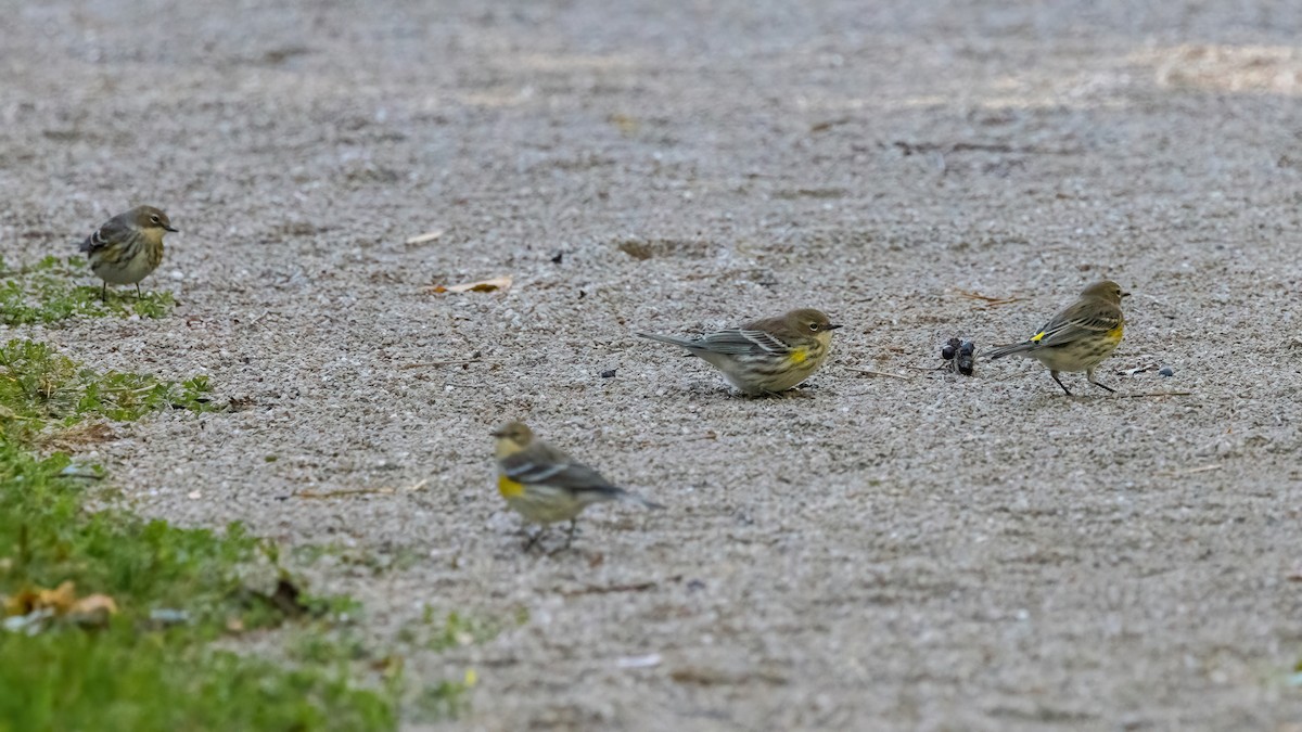 Yellow-rumped Warbler (Myrtle) - ML494579781