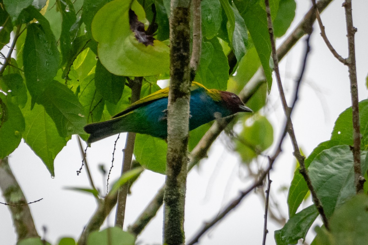 Bay-headed Tanager - ML494579971