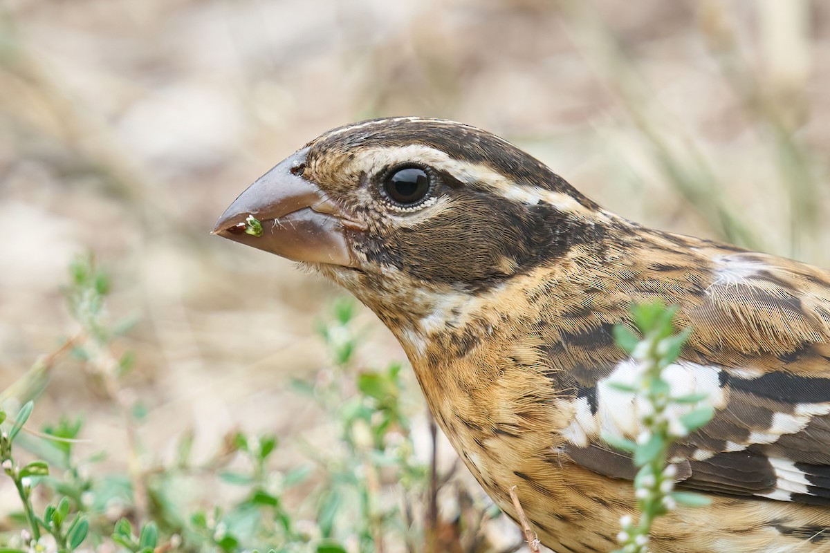 Rose-breasted Grosbeak - Grigory Heaton