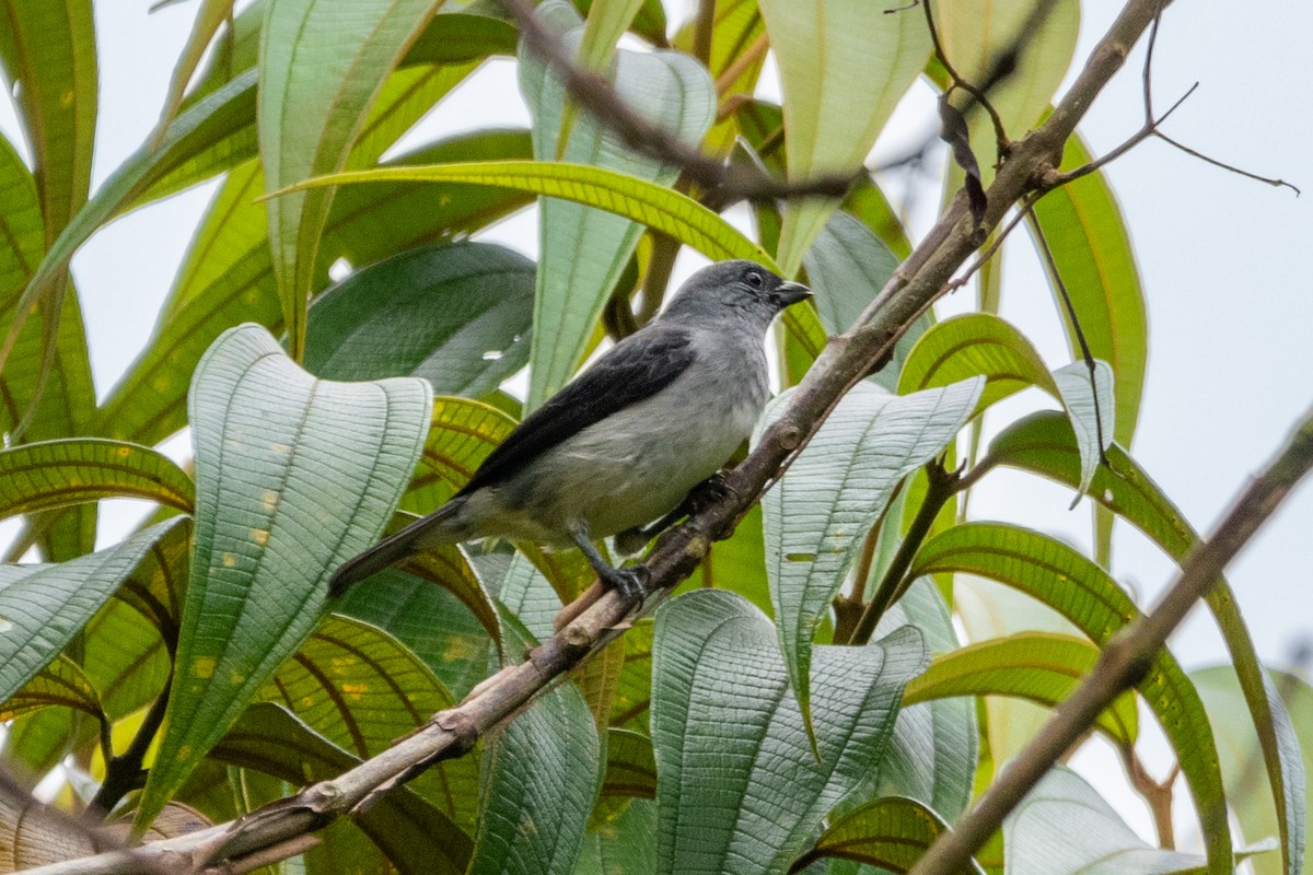 Plain-colored Tanager - ML494580521