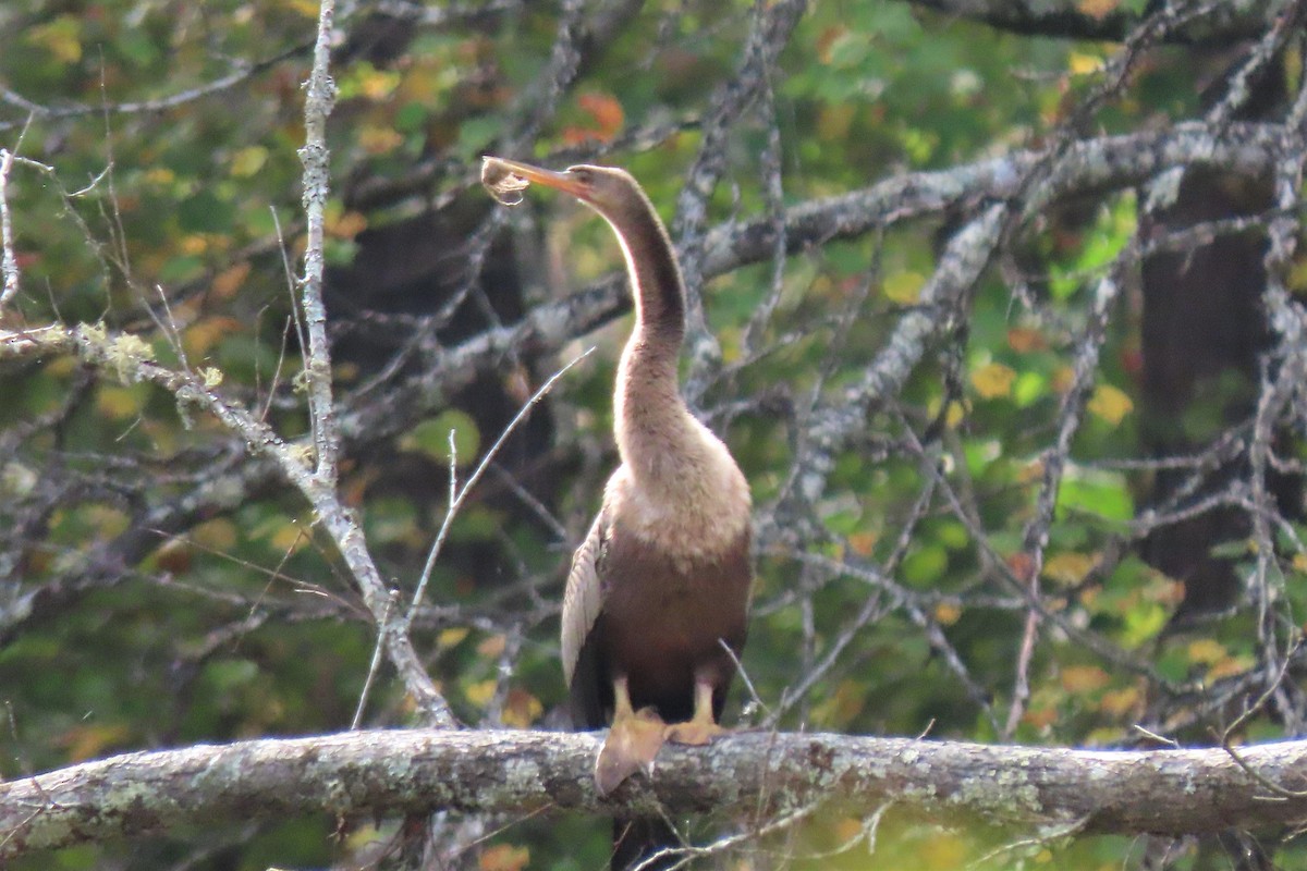 Anhinga Americana - ML494580541