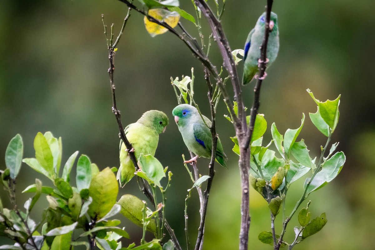 Spectacled Parrotlet - ML494580821