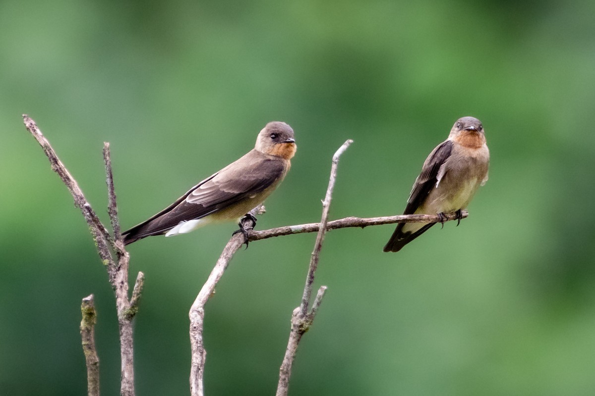 Southern Rough-winged Swallow - ML494580911