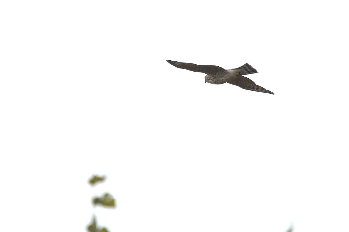 Sharp-shinned Hawk - ML494580971