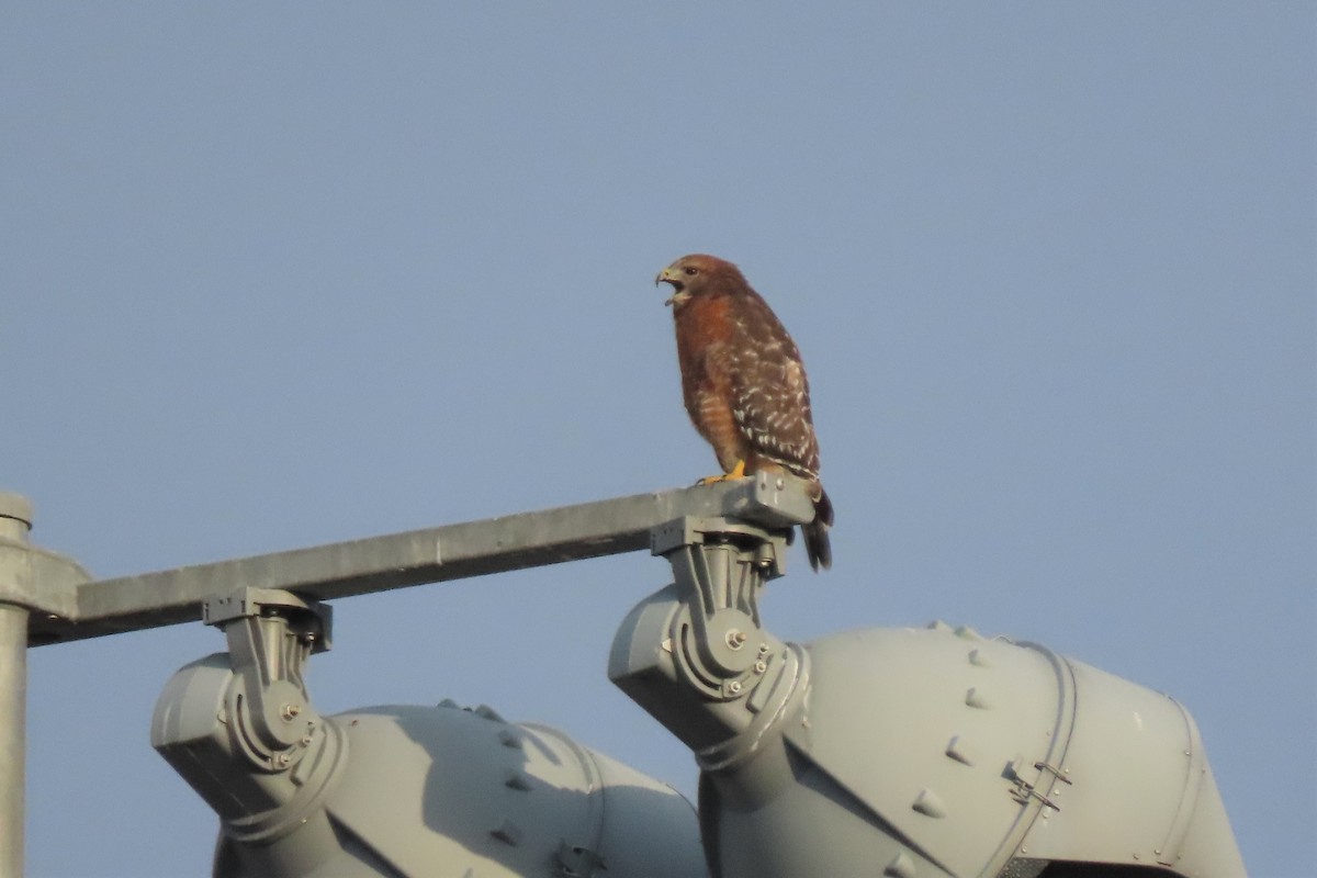 Red-shouldered Hawk - ML494581351