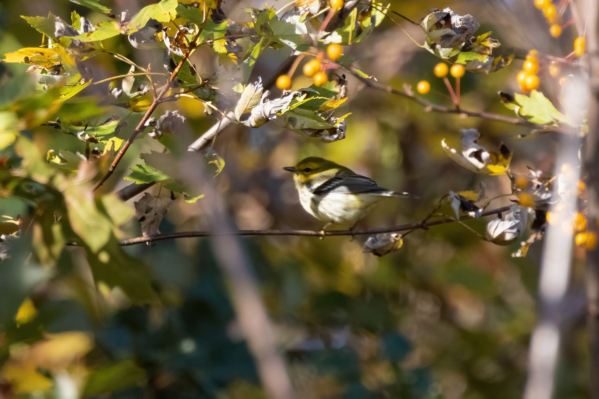 Black-throated Green Warbler - Sean Williams