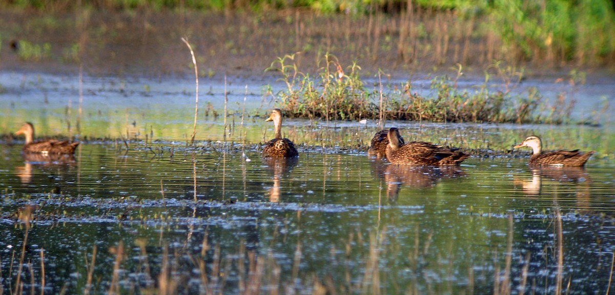 Mottled Duck - ML494582141