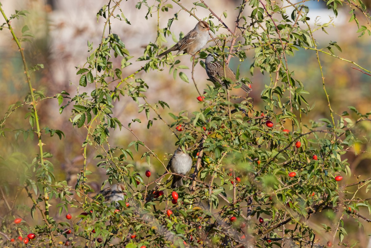 Chingolo Coroniblanco (leucophrys) - ML494582181