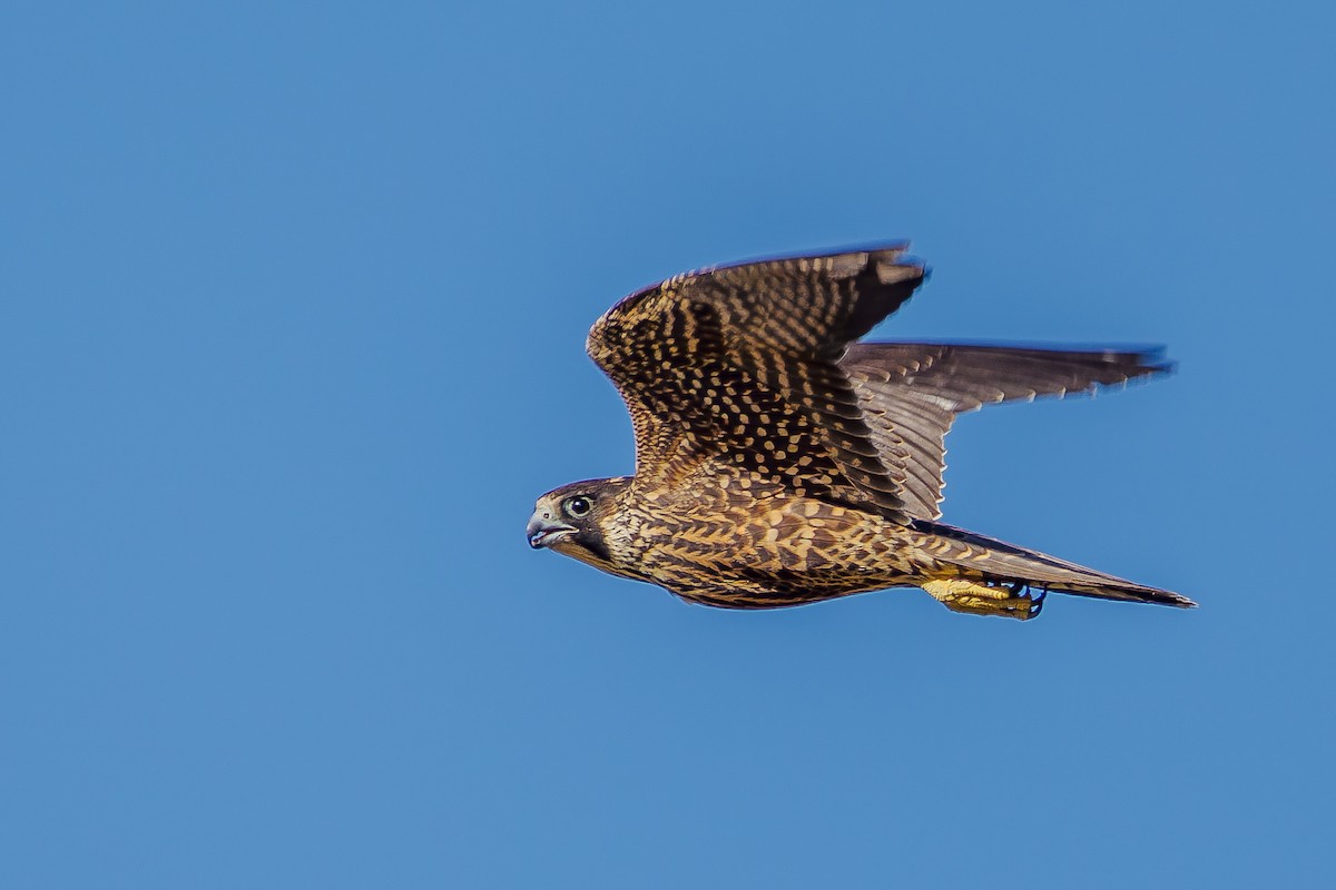 Peregrine Falcon - John Hackney