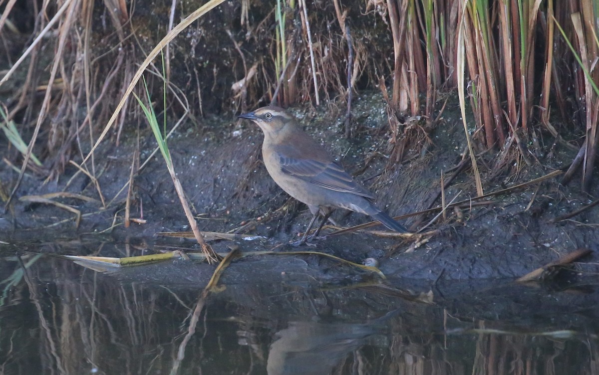 Rusty Blackbird - ML494584881