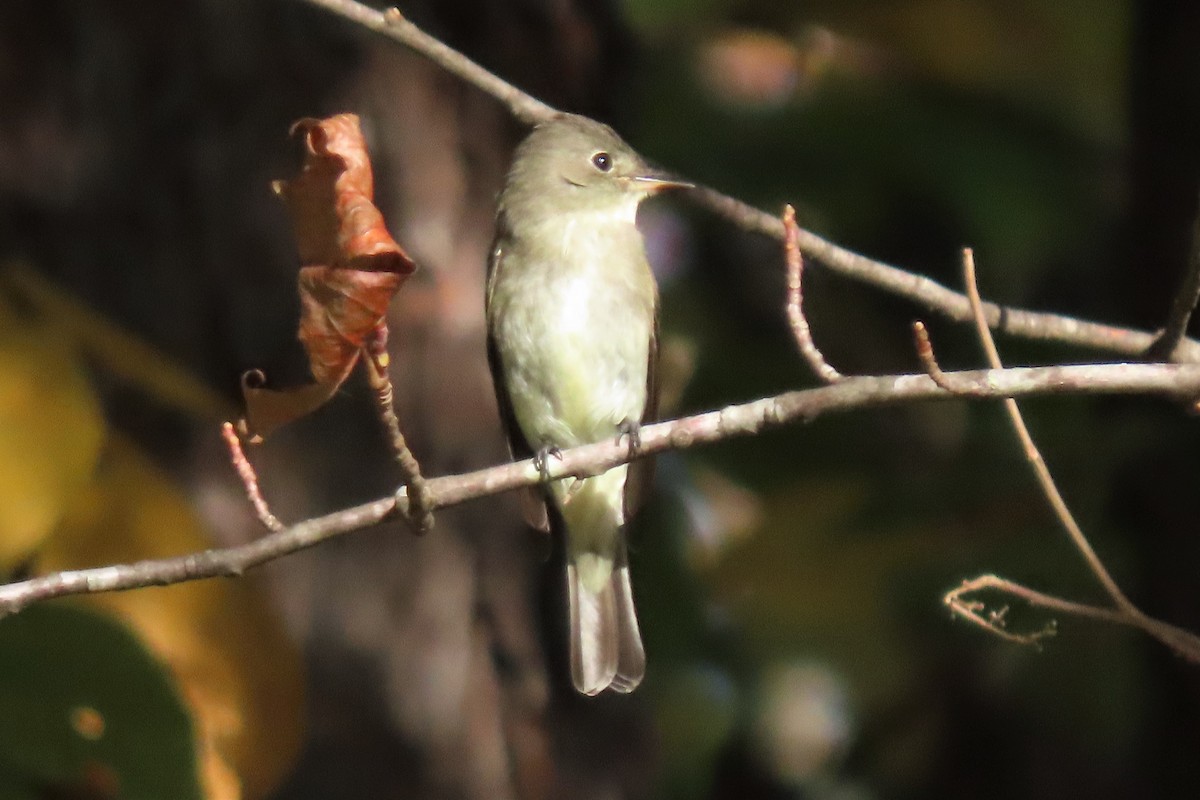 Eastern Wood-Pewee - ML494585521