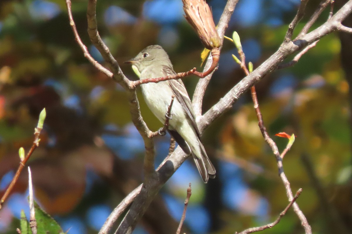 Eastern Wood-Pewee - ML494585541