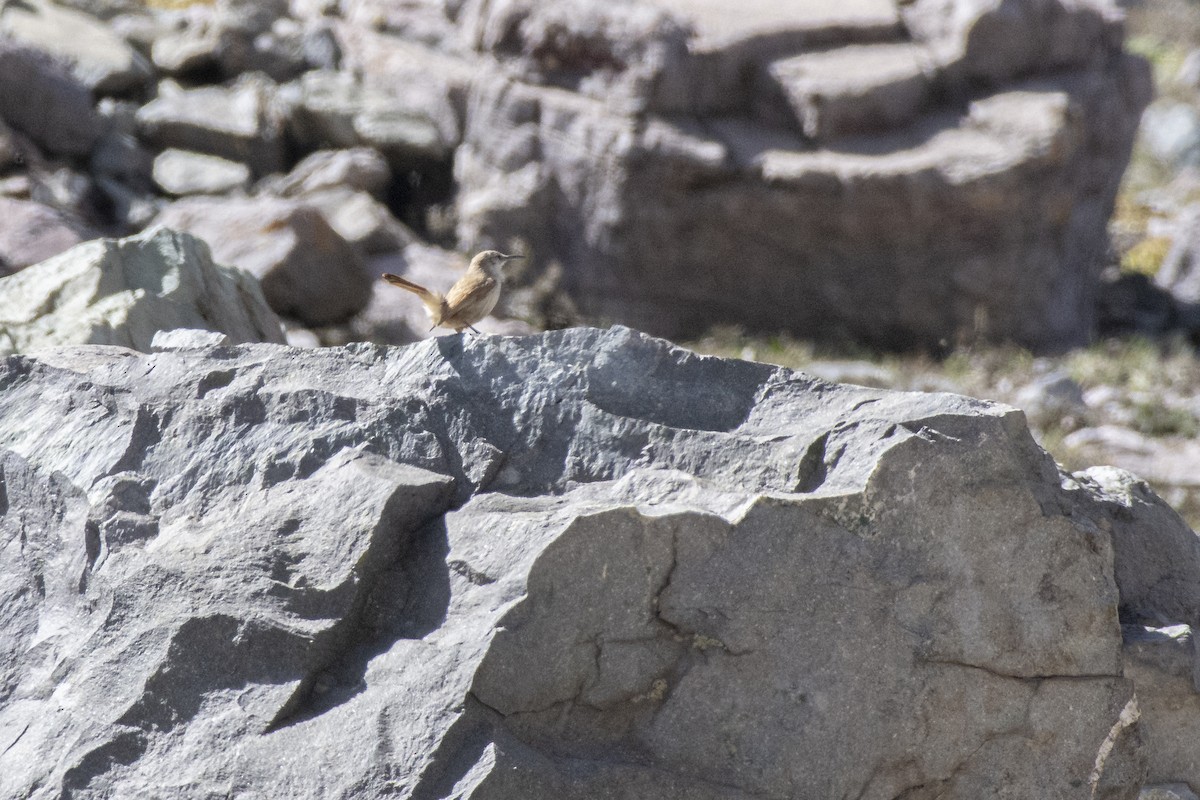 Straight-billed Earthcreeper - ML494586741