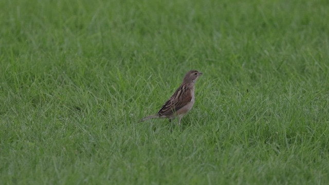 Dickcissel - ML494586831