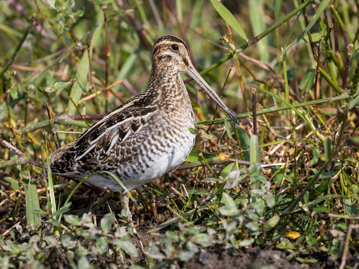 Wilson's Snipe - Michael Fogleman