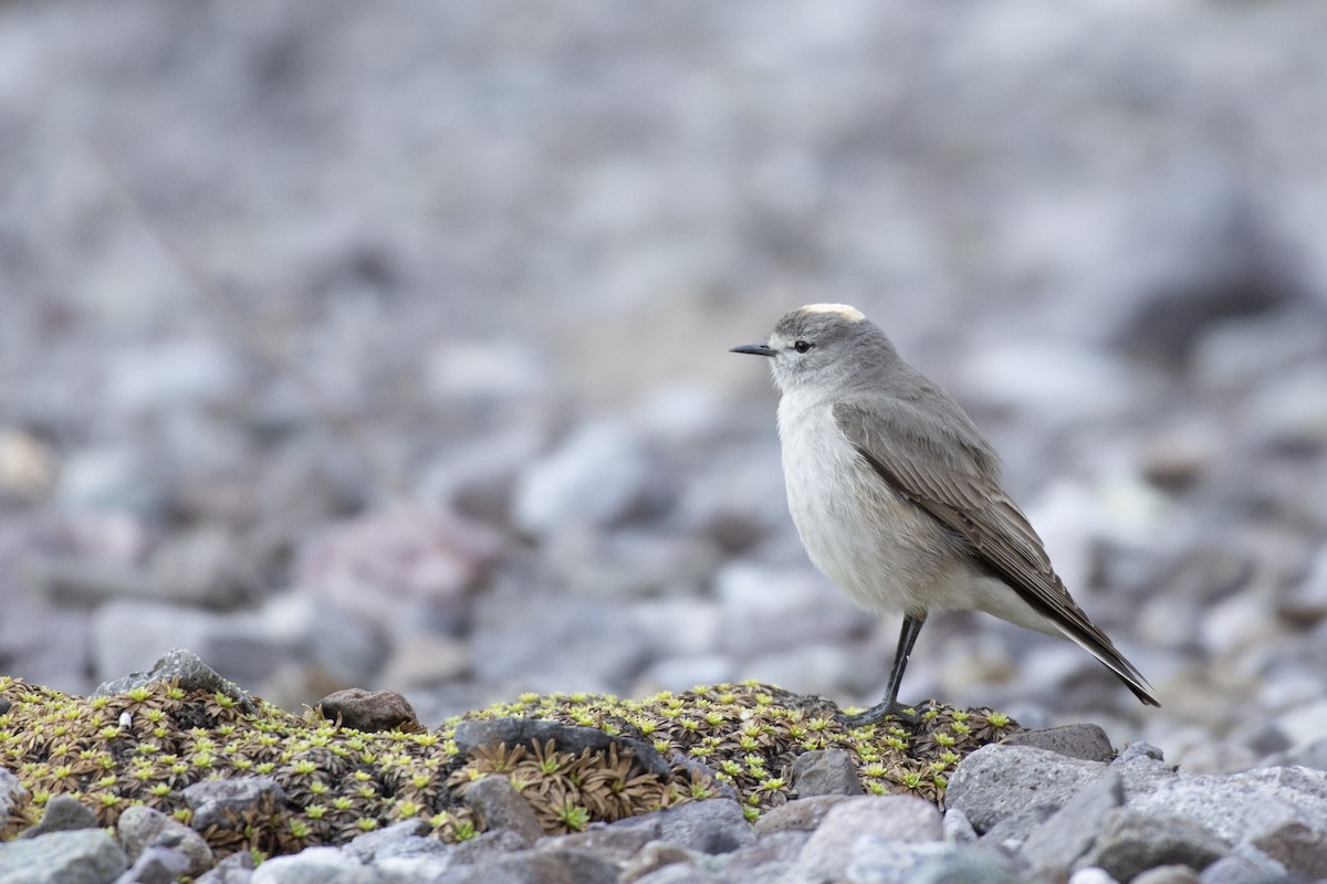 Ochre-naped Ground-Tyrant - ML494587221