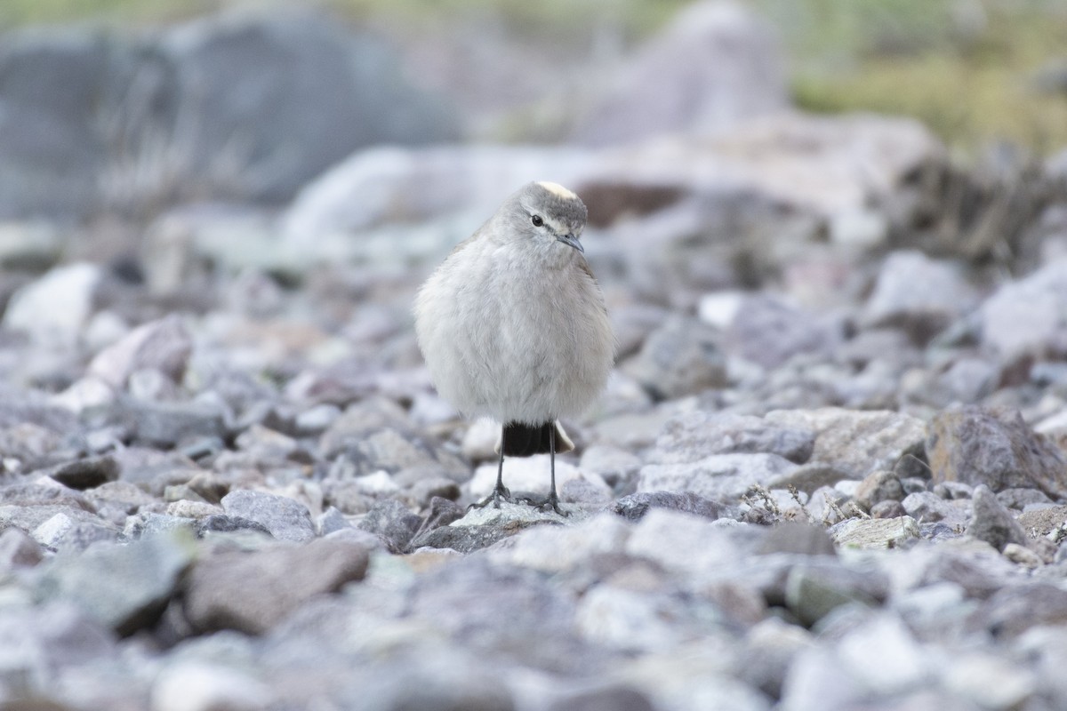 Ochre-naped Ground-Tyrant - ML494587231