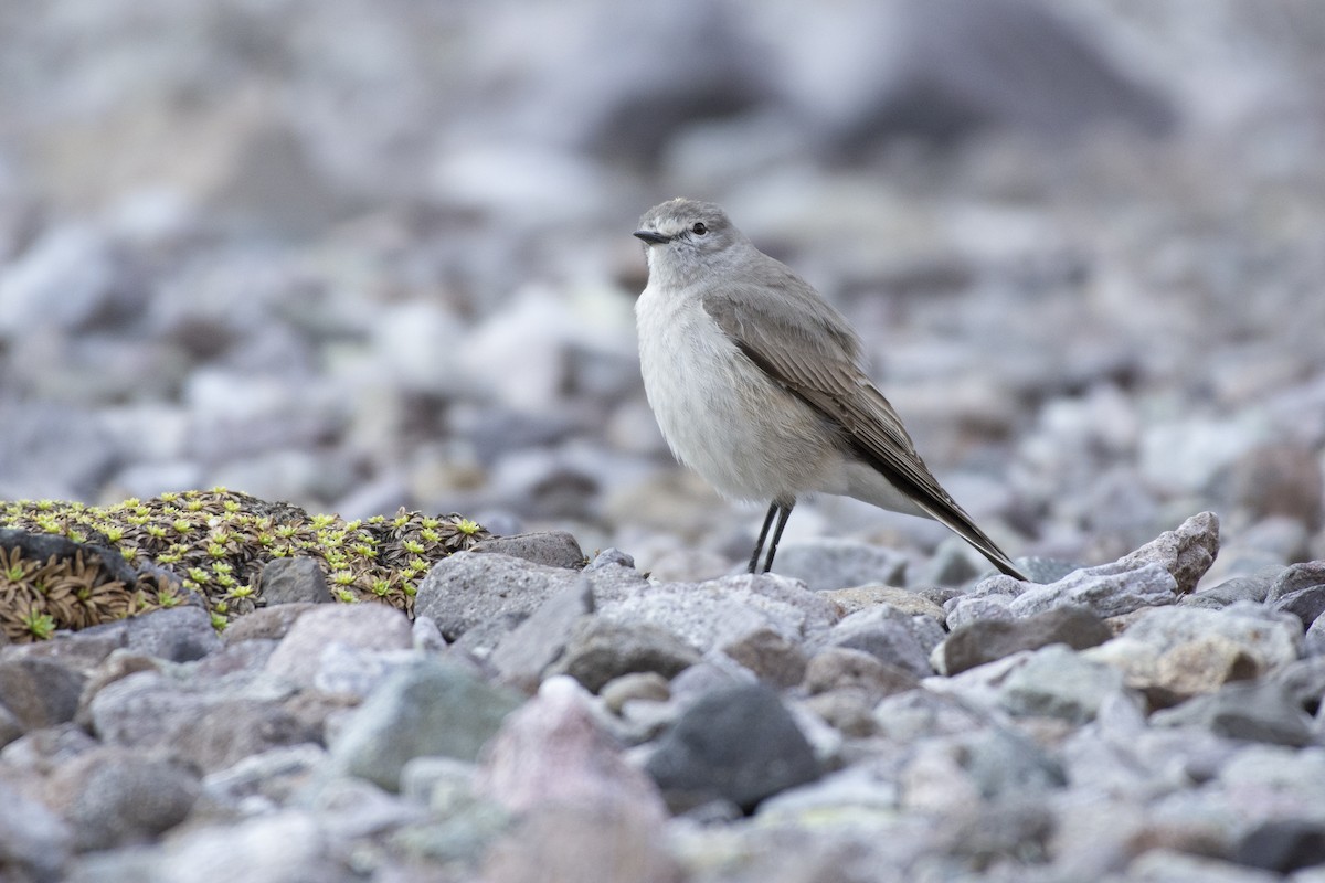 Ochre-naped Ground-Tyrant - ML494587241