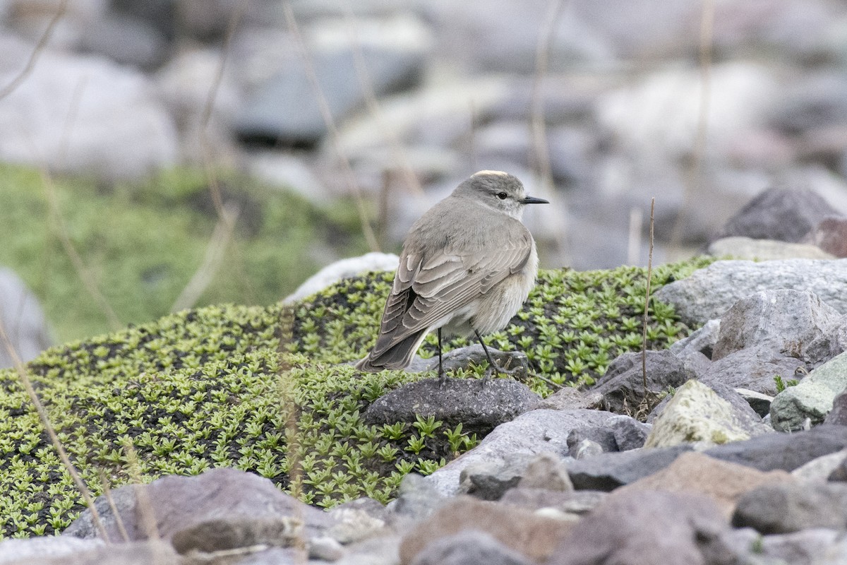Ochre-naped Ground-Tyrant - ML494587251