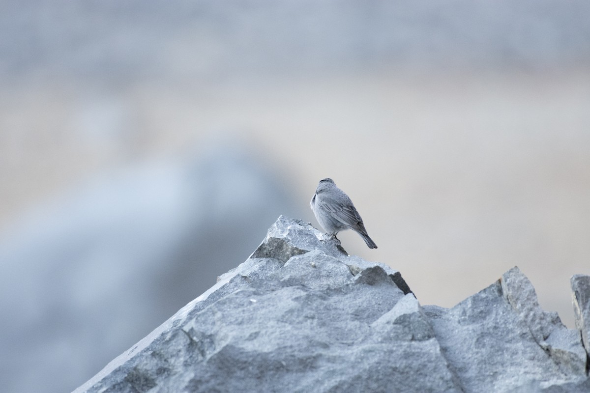 Plumbeous Sierra Finch - ML494587461