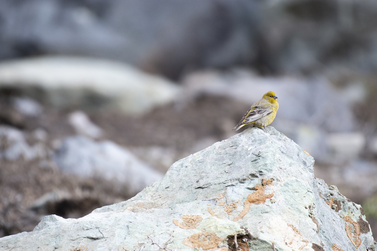 Greater Yellow-Finch - ML494587731