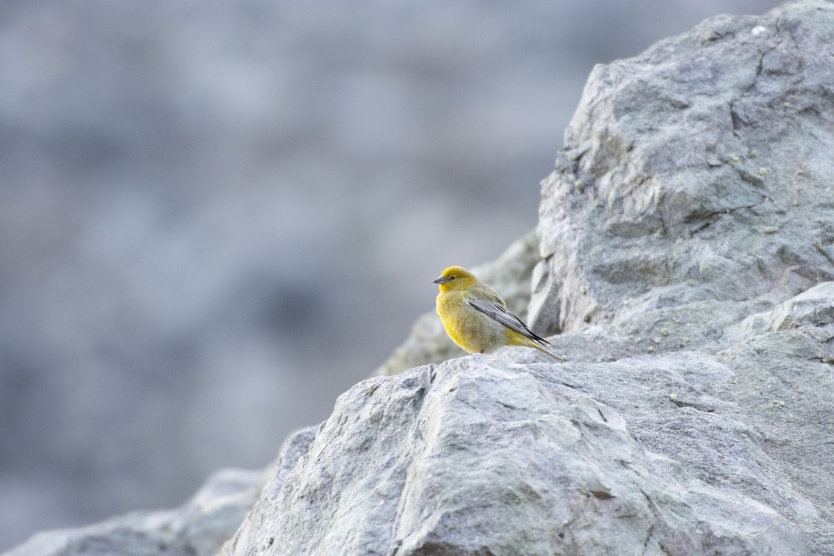 Greater Yellow-Finch - ML494587741