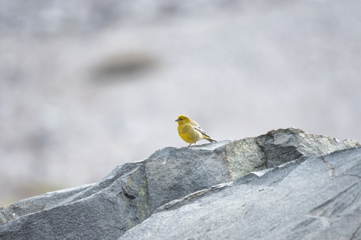Greater Yellow-Finch - ML494587751