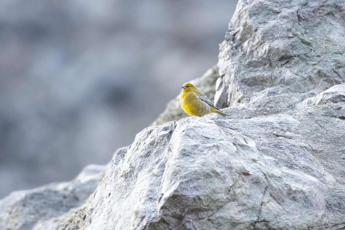 Greater Yellow-Finch - ML494587771