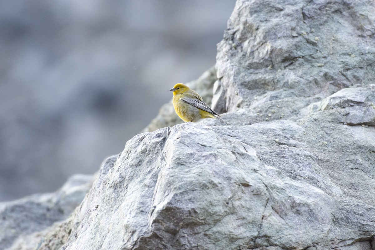 Greater Yellow-Finch - ML494587781