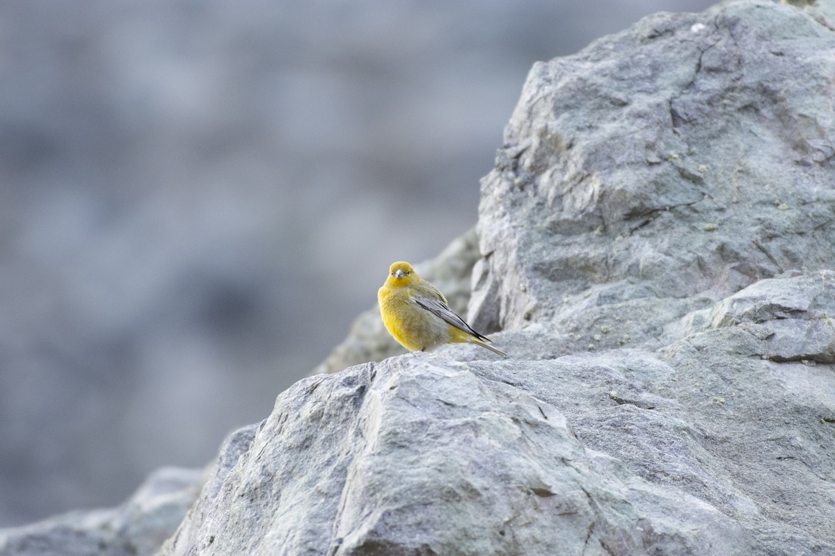 Greater Yellow-Finch - ML494587791