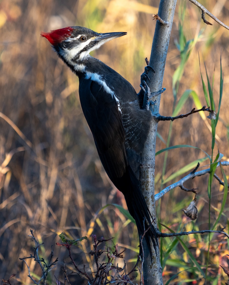 Pileated Woodpecker - ML494587801