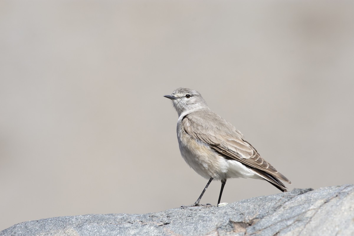 Ochre-naped Ground-Tyrant - ML494588131