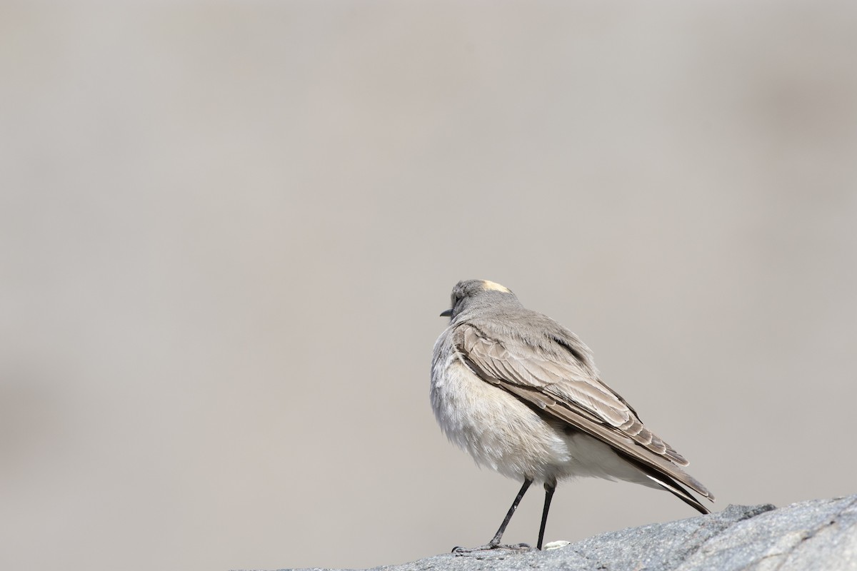 Ochre-naped Ground-Tyrant - ML494588141