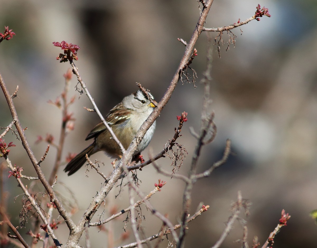 White-crowned Sparrow - Paul Fenwick