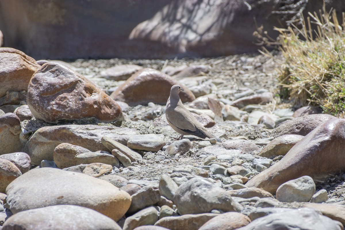 Black-winged Ground Dove - ML494588391