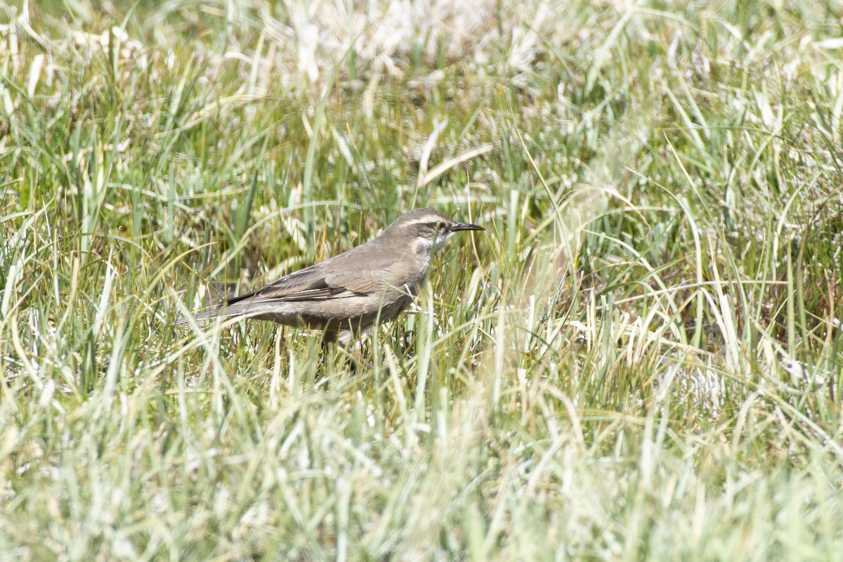 Géositte à ailes rousses - ML494588521