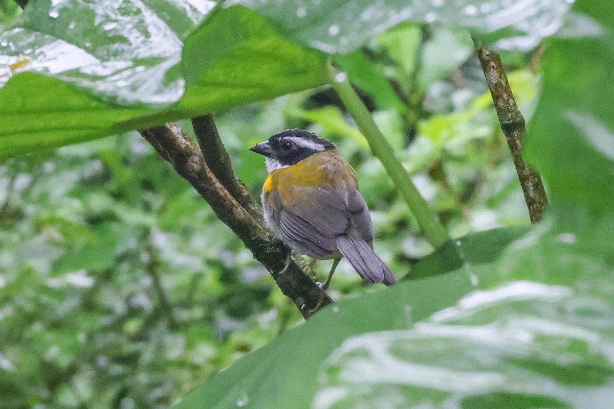 Pectoral Sparrow (Yellow-mandibled) - ML494588711