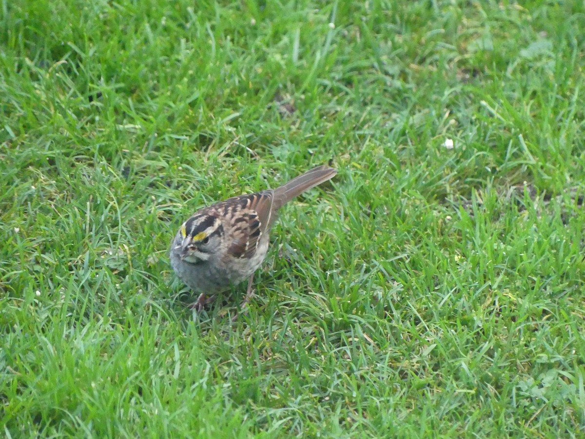White-throated Sparrow - Gus van Vliet