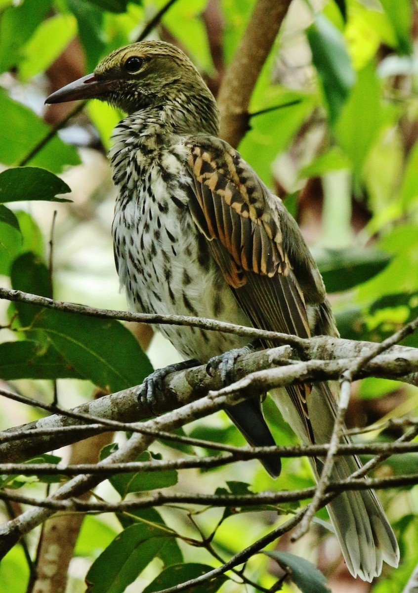 Olive-backed Oriole - Katherine Clark