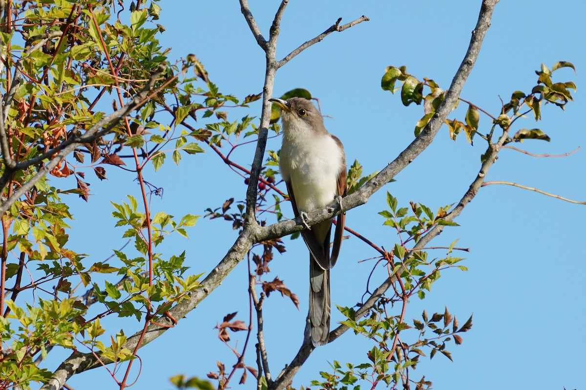 Yellow-billed Cuckoo - ML494595401